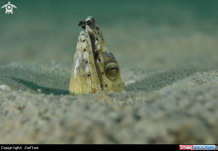 A Snake Eel