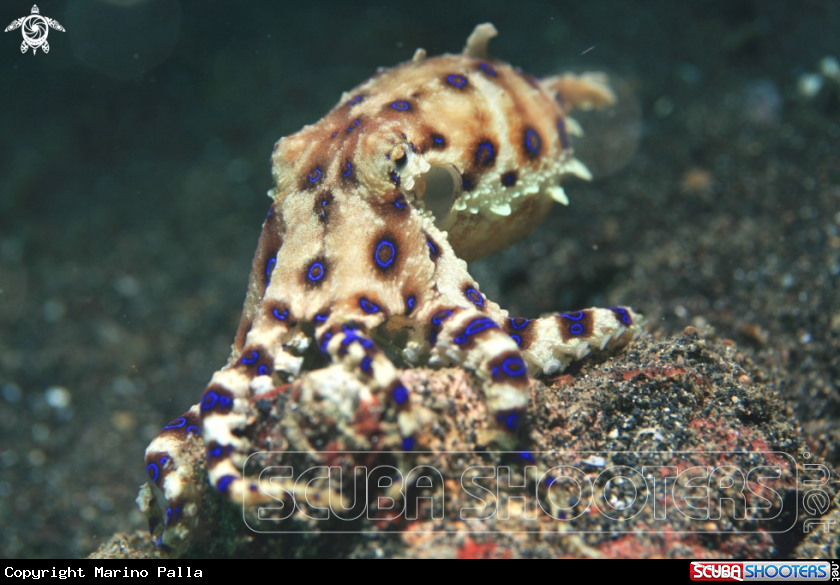 A Blue Ring Octopus