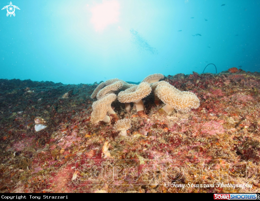 A Coral reed