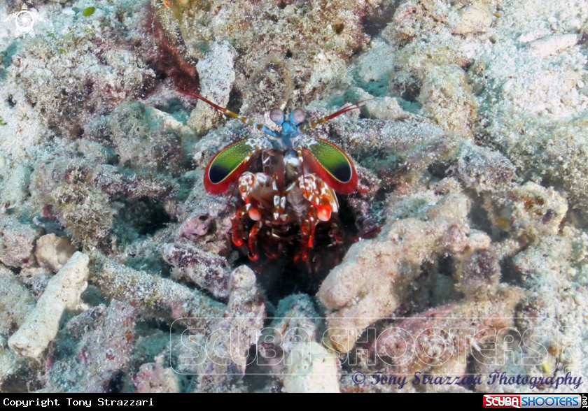 A Mantis Shrimp