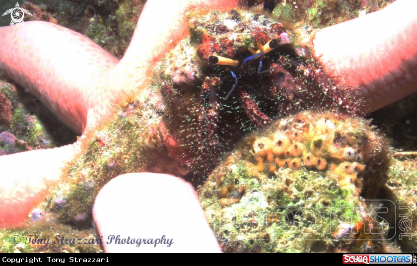 A Hermit crab