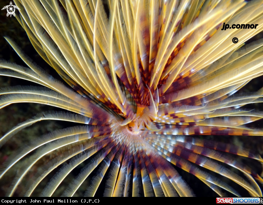 A Spirographe