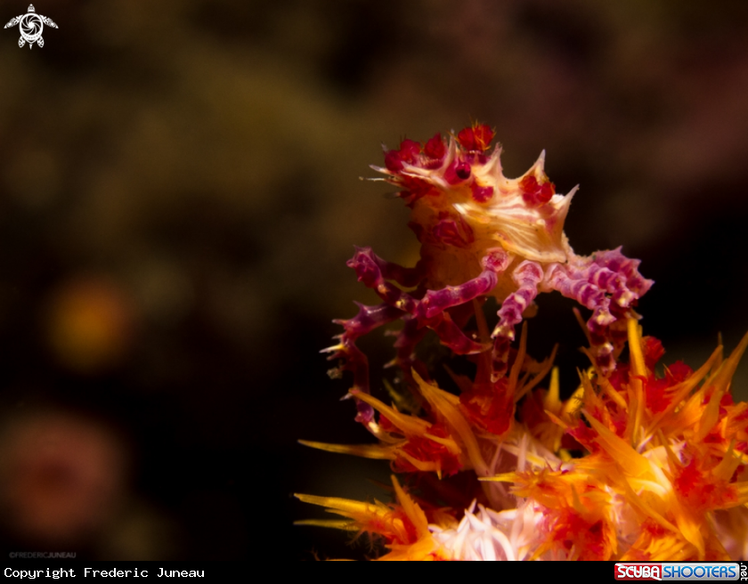 A Candy Crab