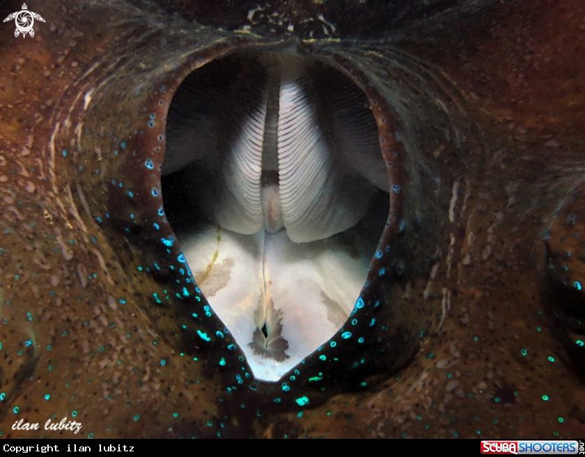 A big  seaclam