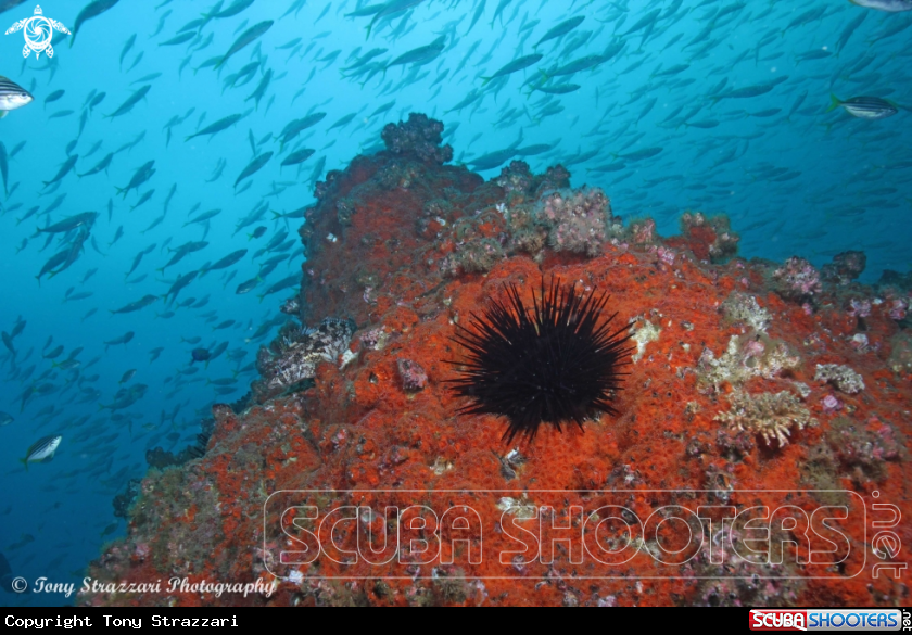 A Jewel anemone