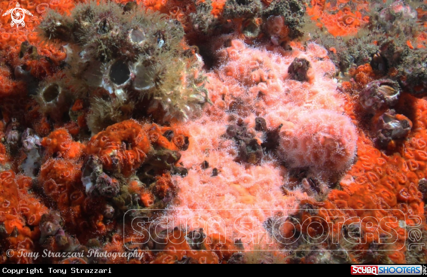 A Jewel anemone