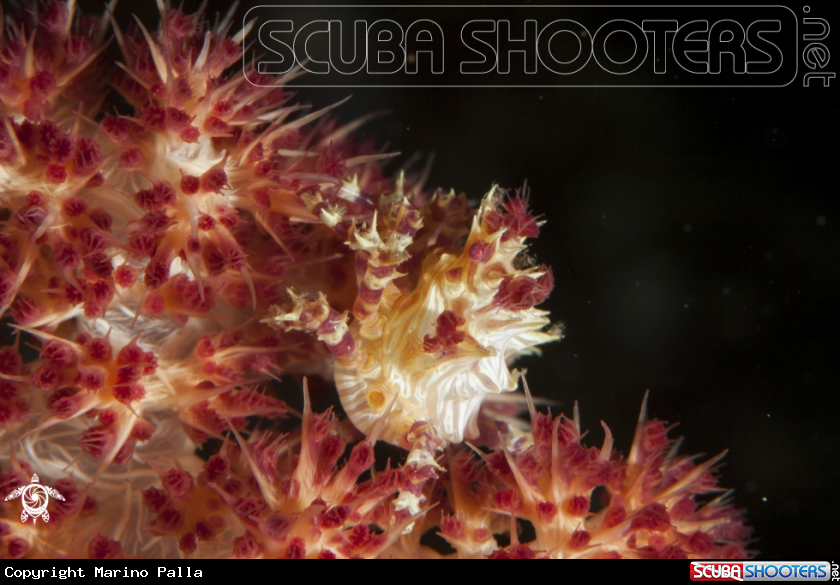 A Candy Crab