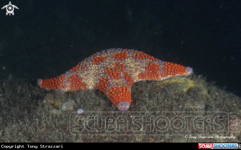 A Firebrick seastar
