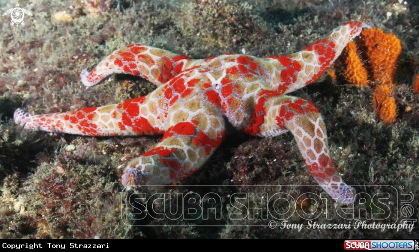 A Mosaic seastar