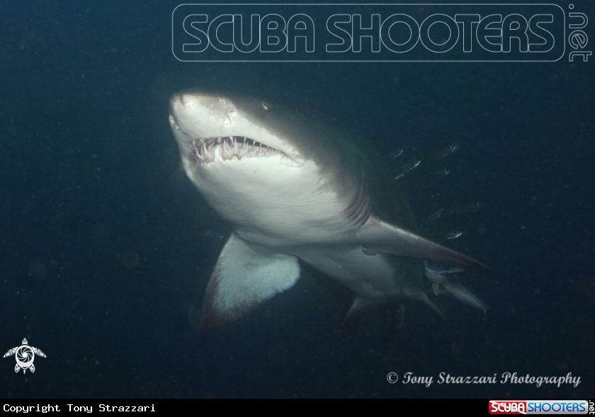 A Grey Nurse Shark (Sand Tiger, Ragged Tooth)