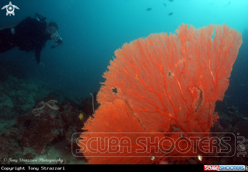 A Sea Fan