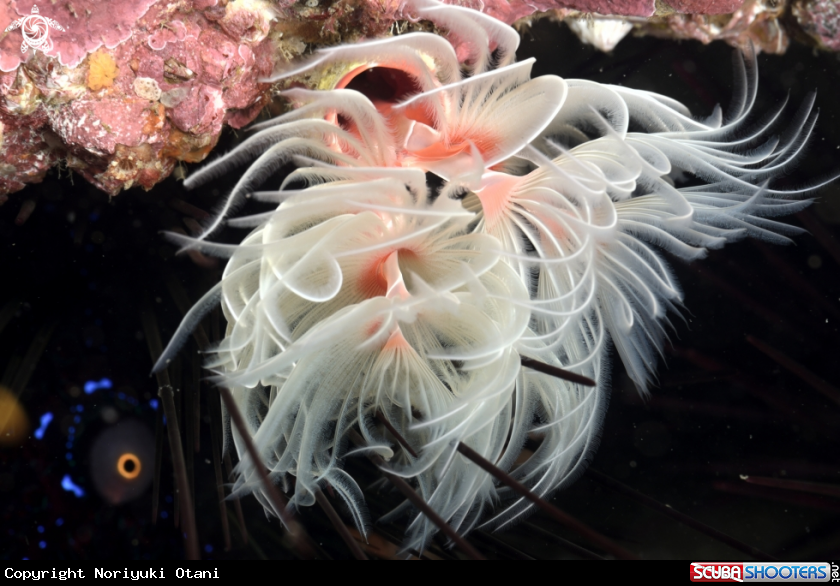A feather duster worm