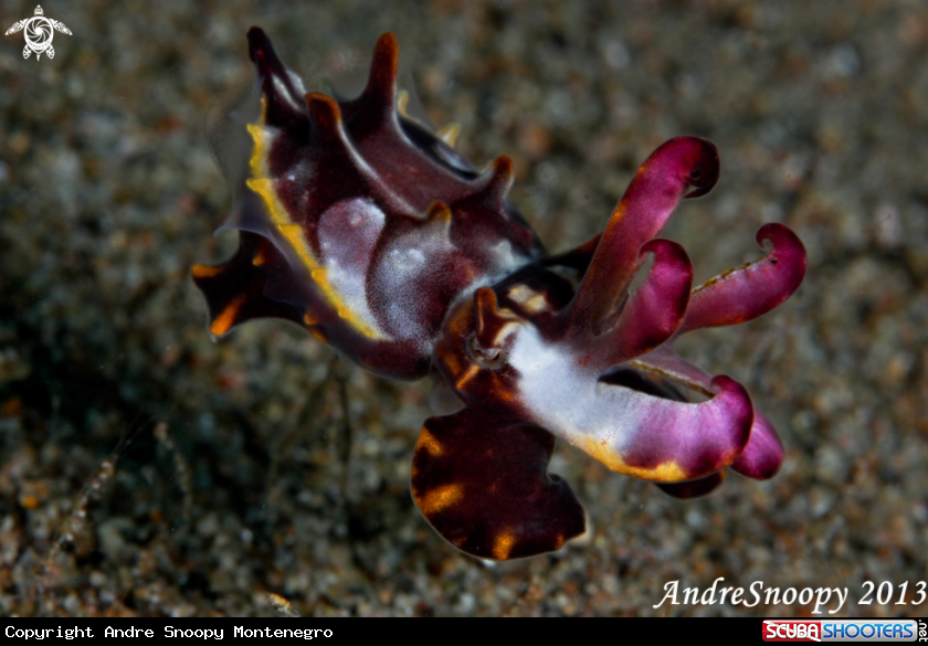 A Flamboyant cuttlefish
