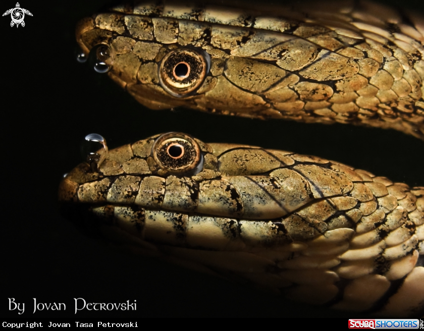 A Vodena zmija Ribarica / Water snake - Dice snake..