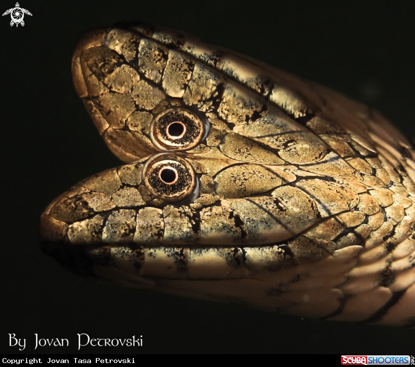 A Vodena zmija Ribarica / Water snake - Dice snake.