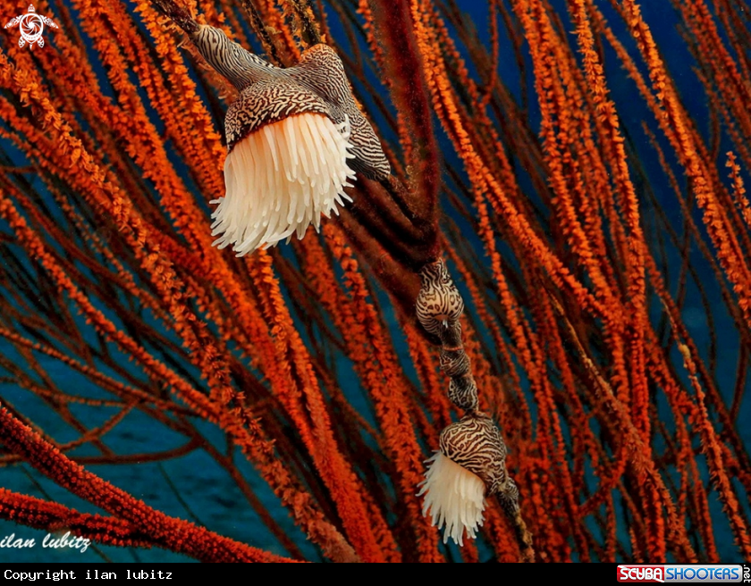 A Anemone
