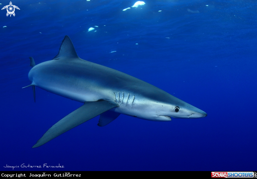 A Tiburon Azul