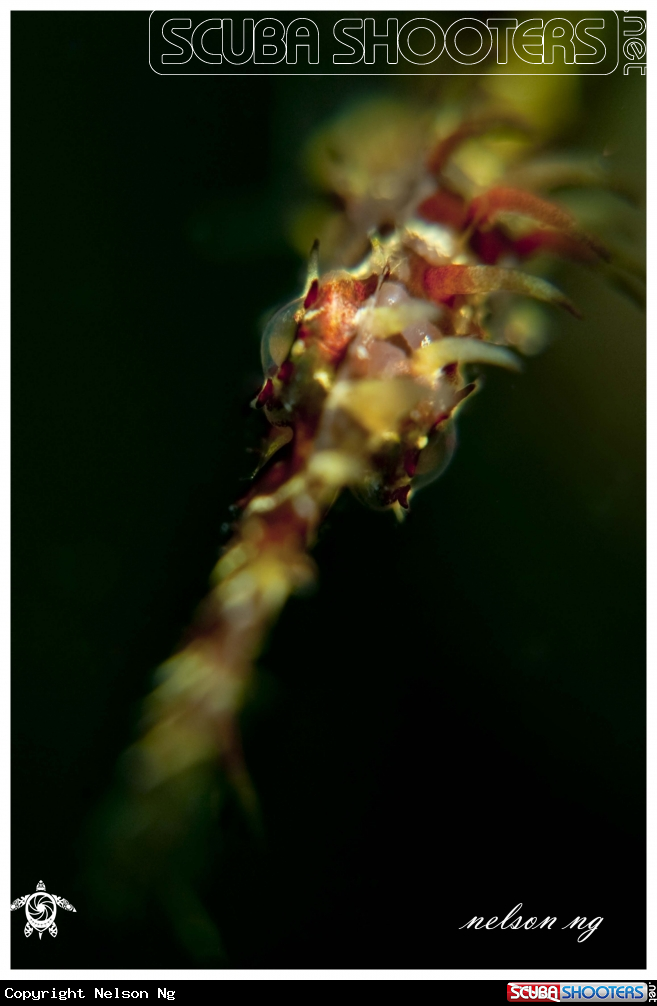 A Ornate Ghost Pipefish 