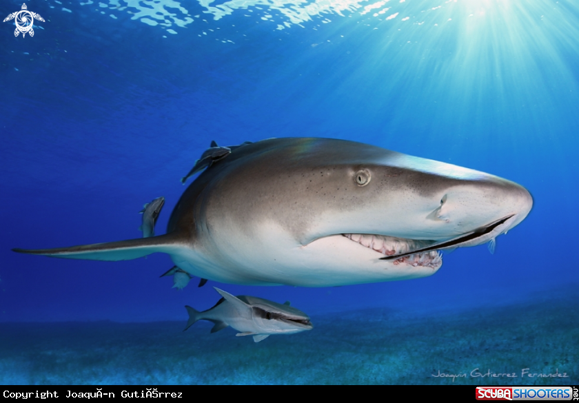 A Lemon Shark