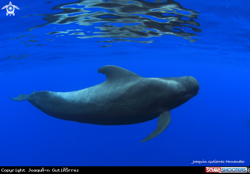 A Globicephala