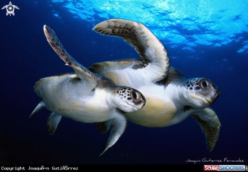 A Chelonia mydas