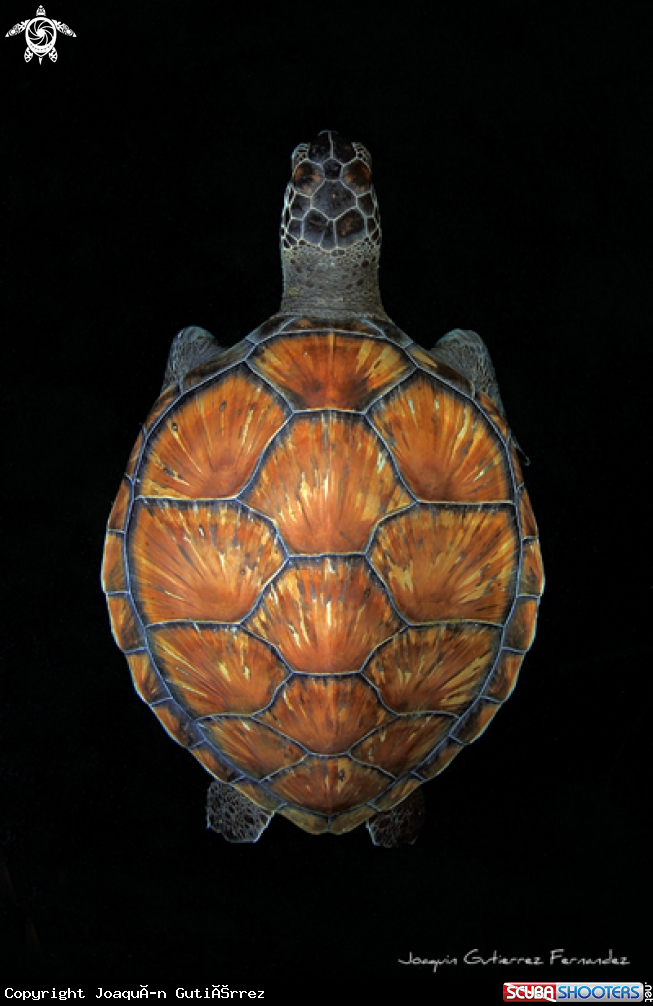 A Chelonia mydas