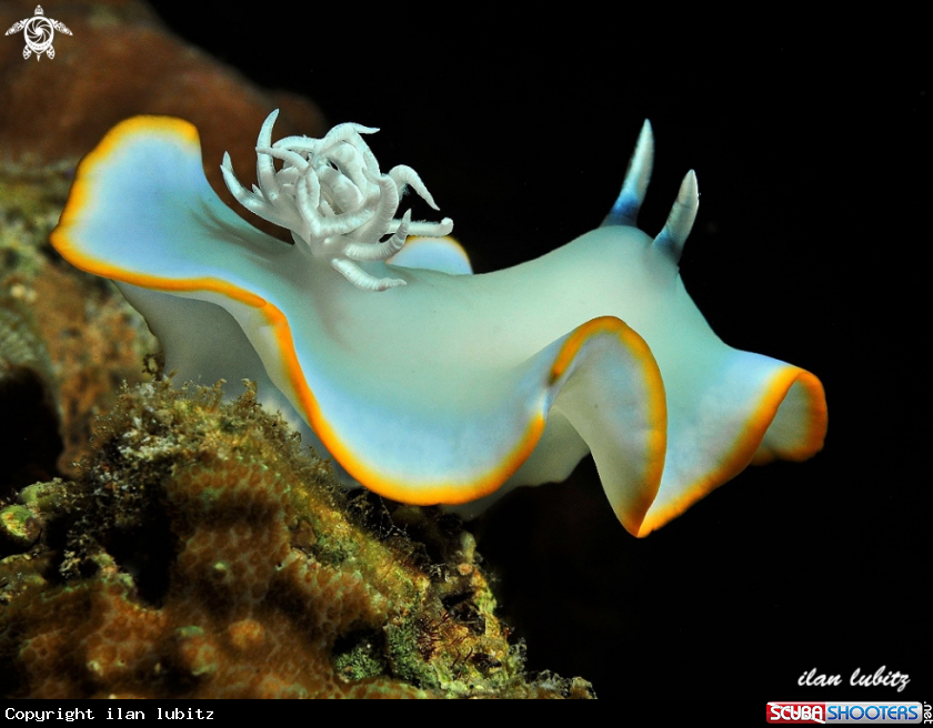 A nudibranch