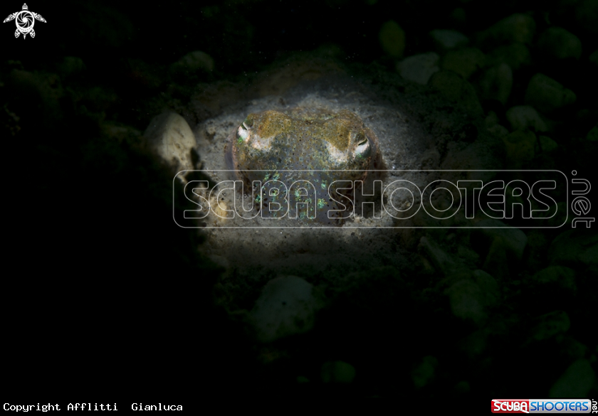 A sepiola affinis