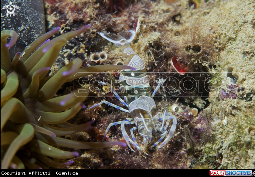 A periclimenes 