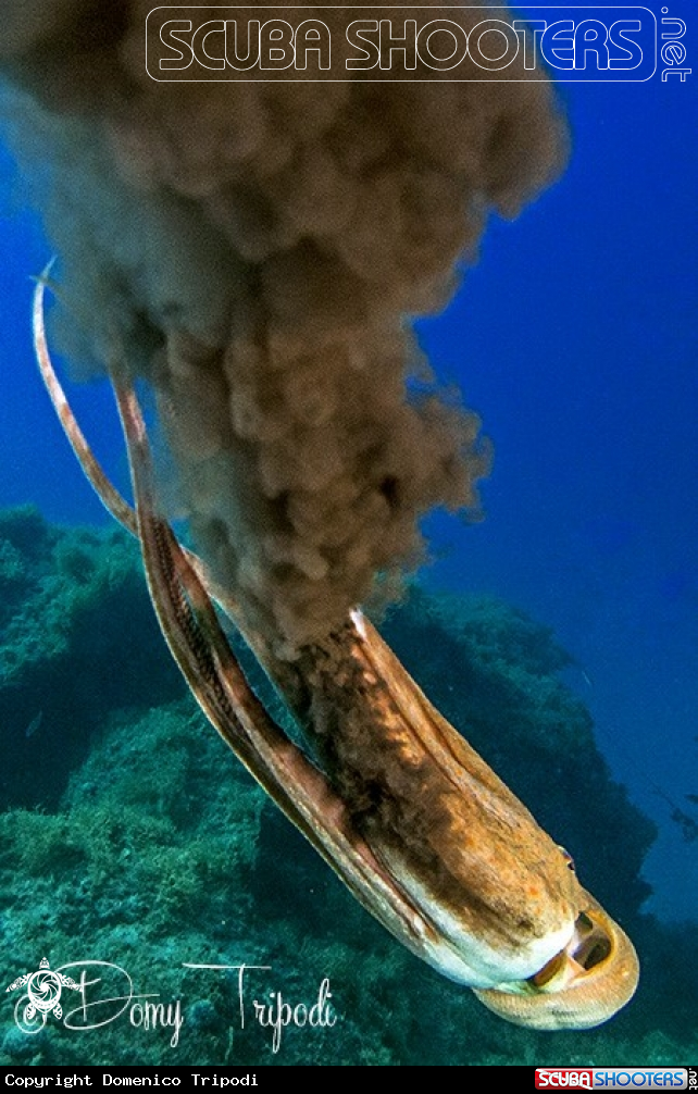 A Octopus Vulgaris