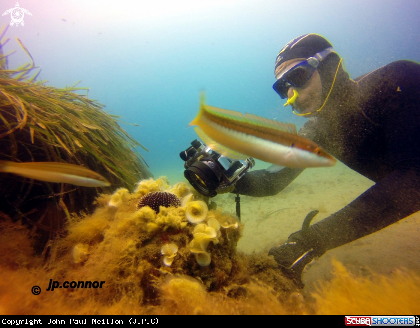 A Freediving