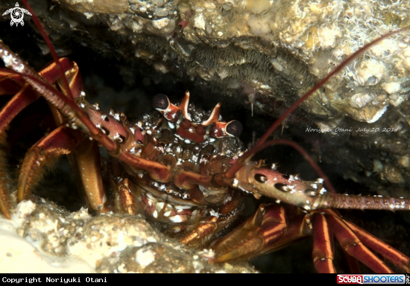 A Japanese spiny lobster