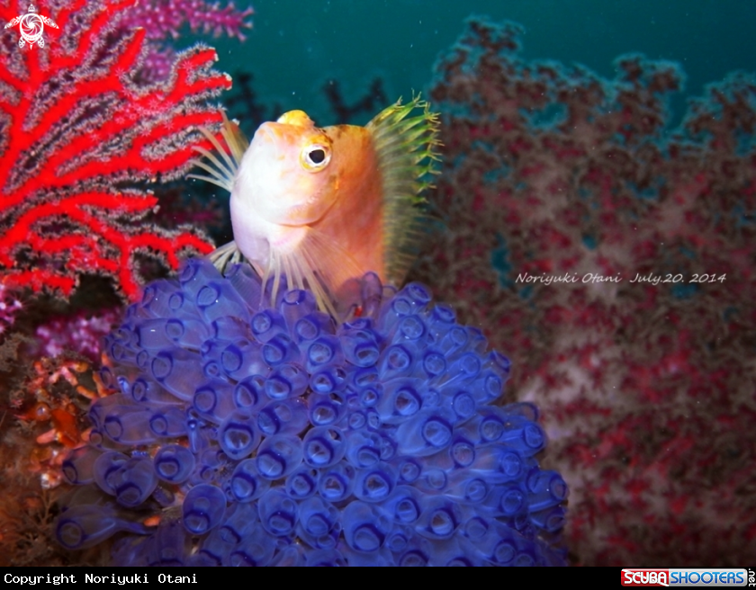 A Yellow hawkfish