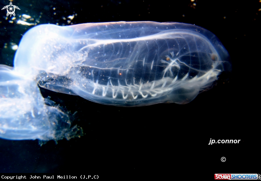 A Ctenophore