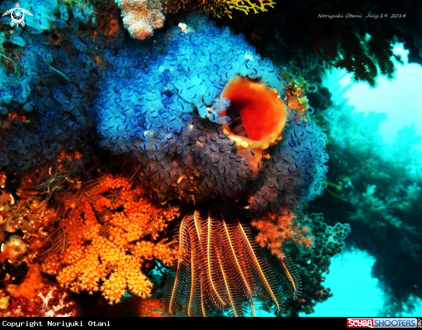 A sea squirt