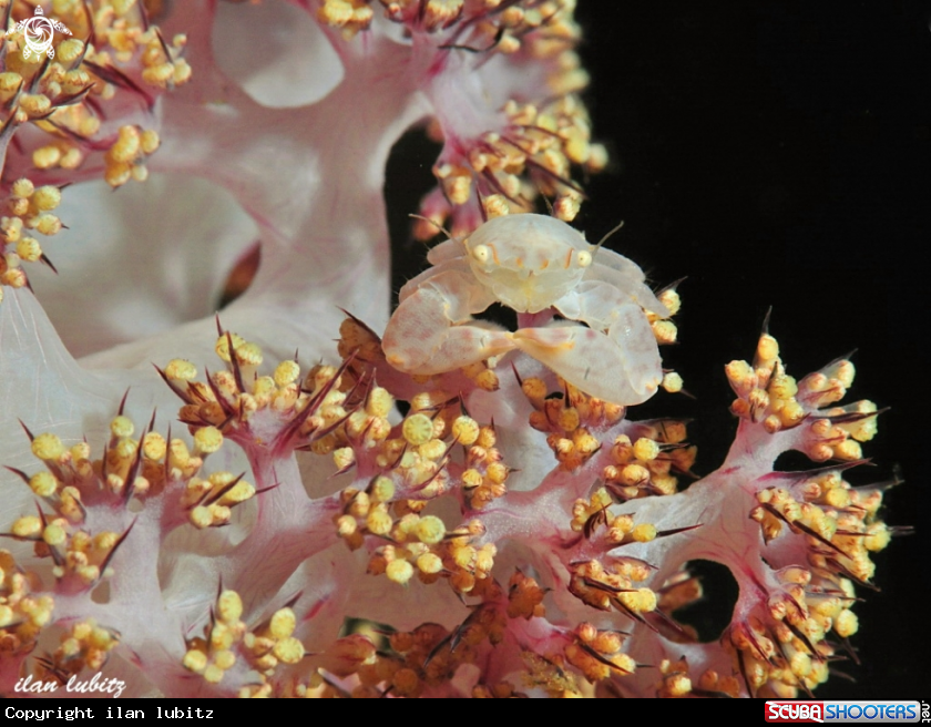 A Anemone crab