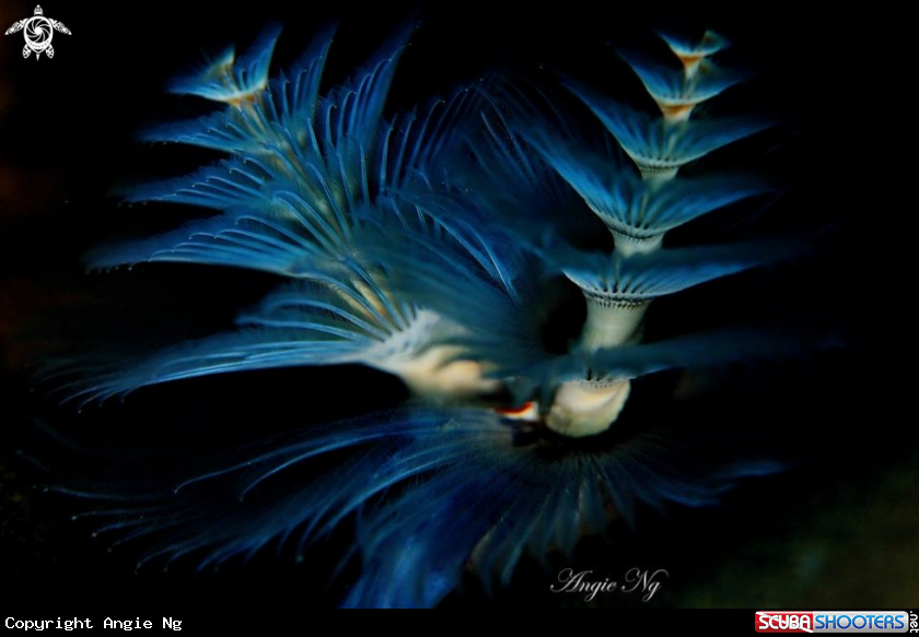 A Christmas tree worm