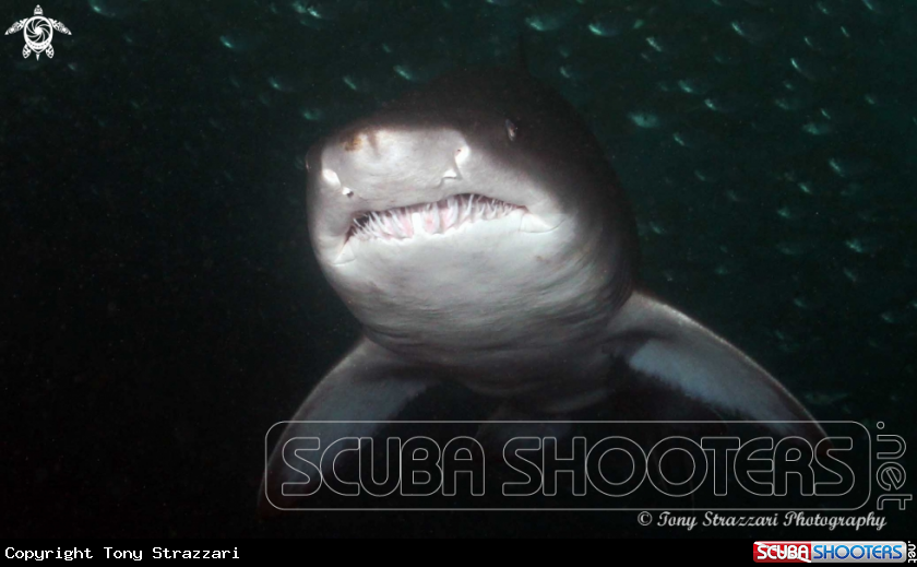 A Grey Nurse Shark (Sand Tiger, Ragged Tooth)