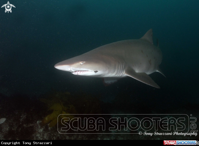 A Grey Nurse Shark (Sand Tiger, Ragged Tooth)