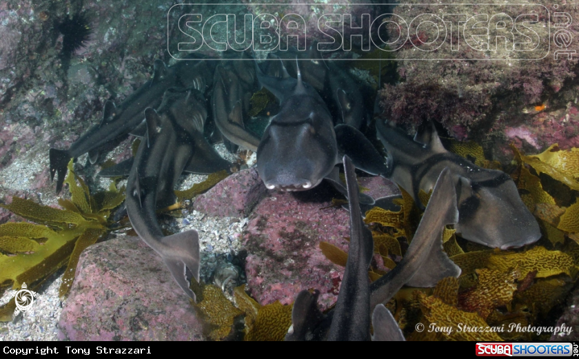 A Port Jackson Sharks