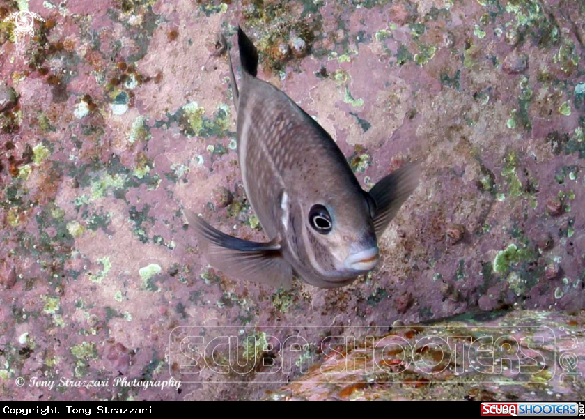 A Girdled scalyfin