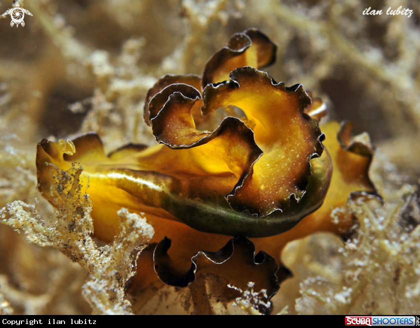 A flatworm