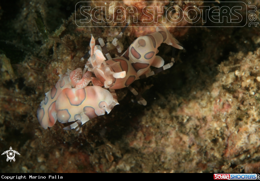 A Harlequin Shrimp