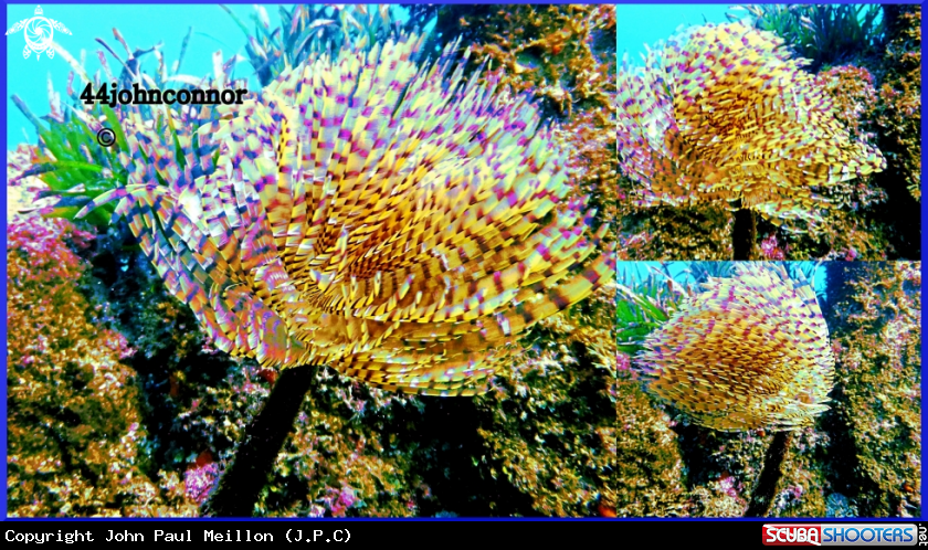 A underwater creature
