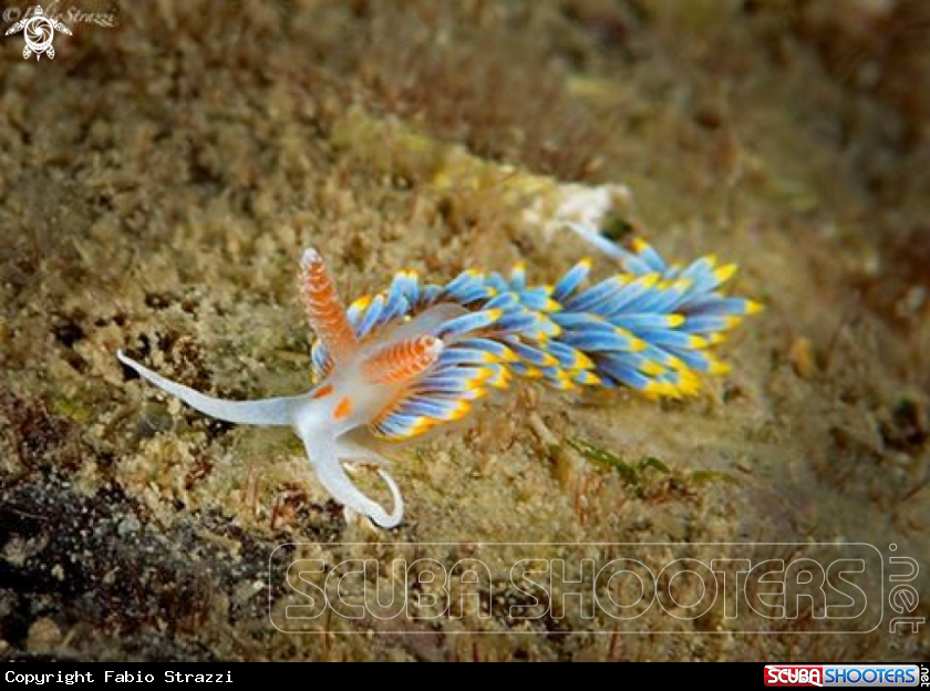 A Berghia coerulescens