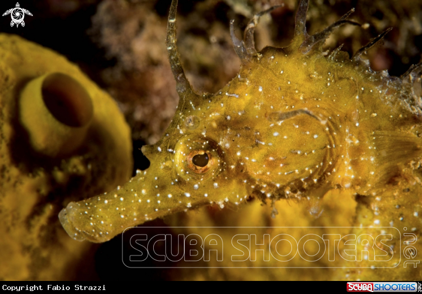 A Hippocampus guttulatus