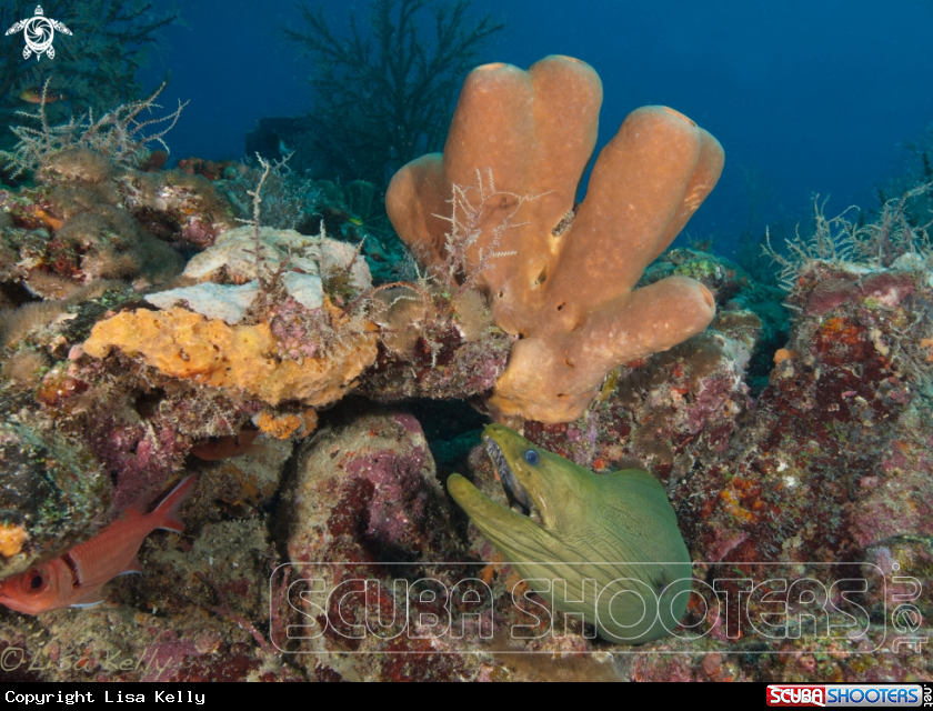 A Green Moray