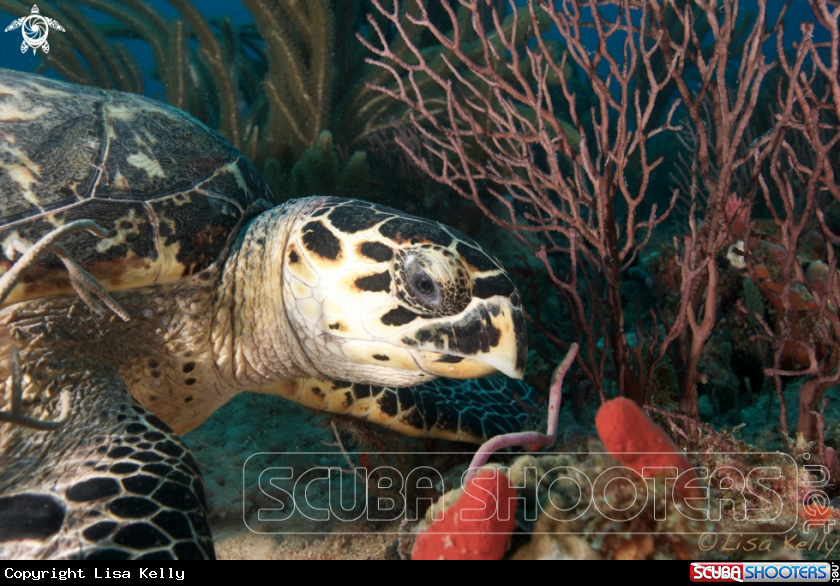 A Hawksbill Turtle