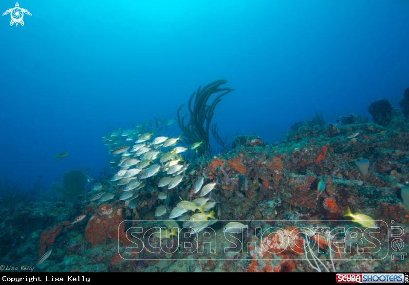 A Reef Scene