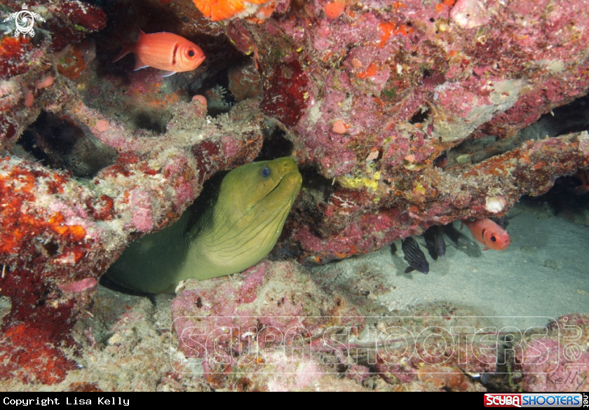 A Green Moray Eel